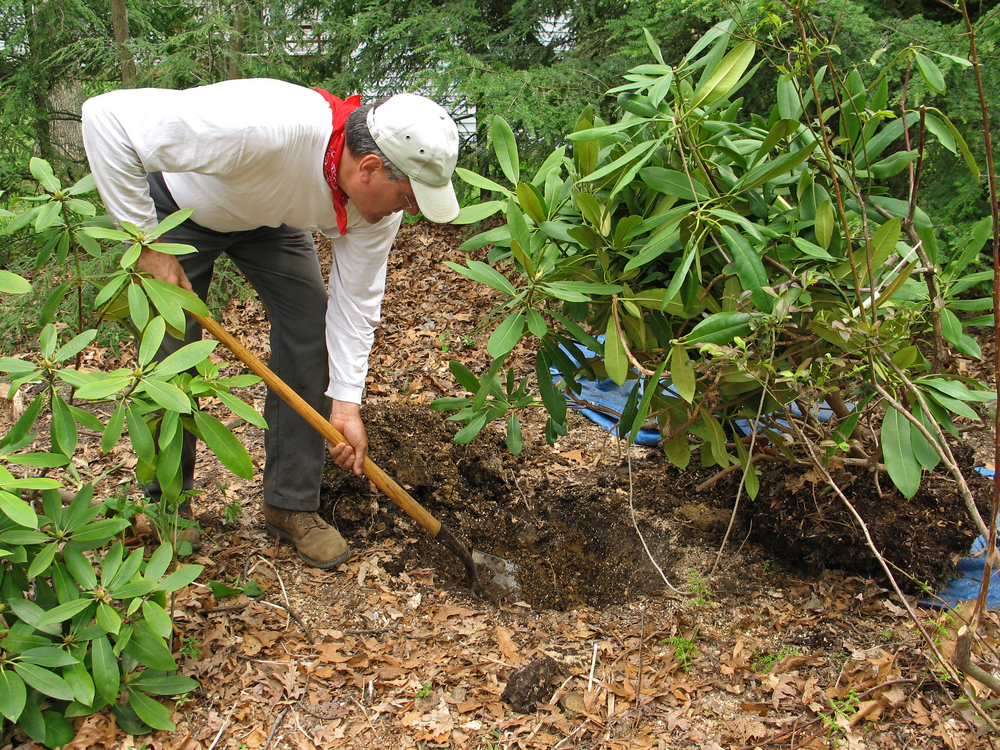 Planter et déplacer un rhododendron