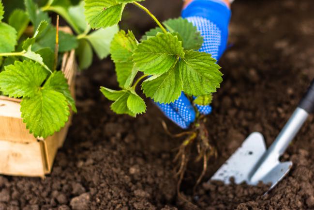 Planter un pied de fraisier dans le jardin