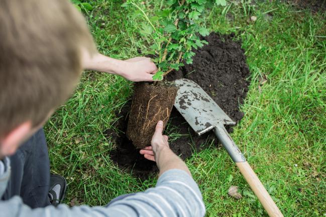 Planter un groseillier dans le jardin