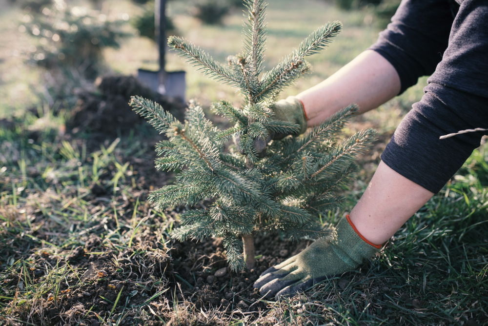 Planter un sapin dans le jardin