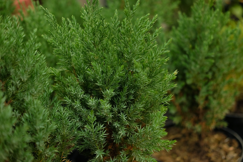 Planter le séquoia