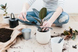 Planter - mise en pot - terre - ficus