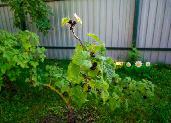 Planter un cassissier dans le jardin