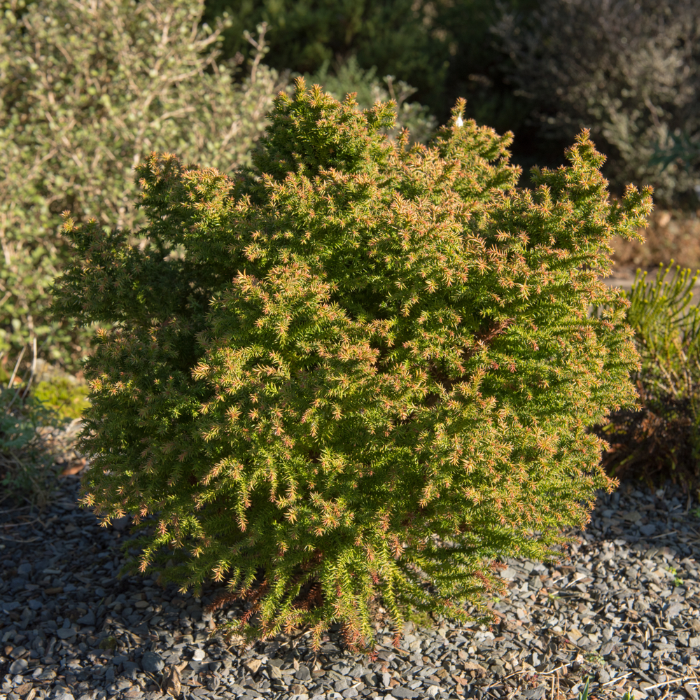 Planter un cèdre du japon dans le jardin