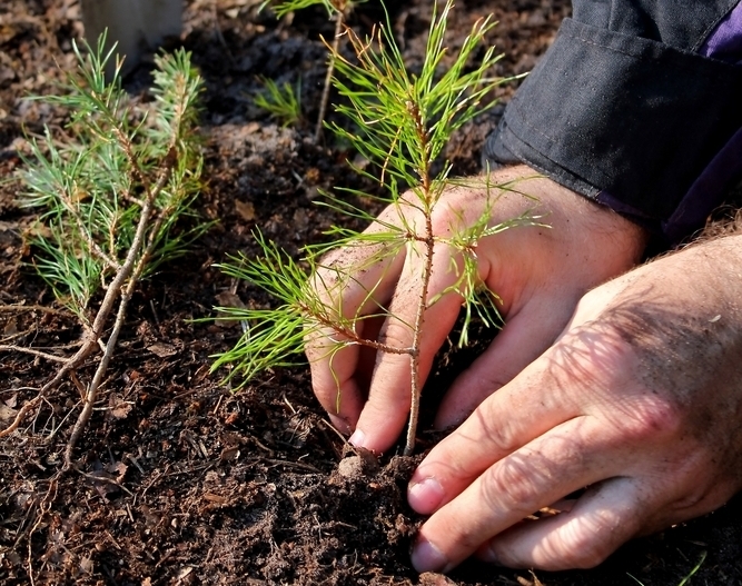 Planter un conifère dans le jardin