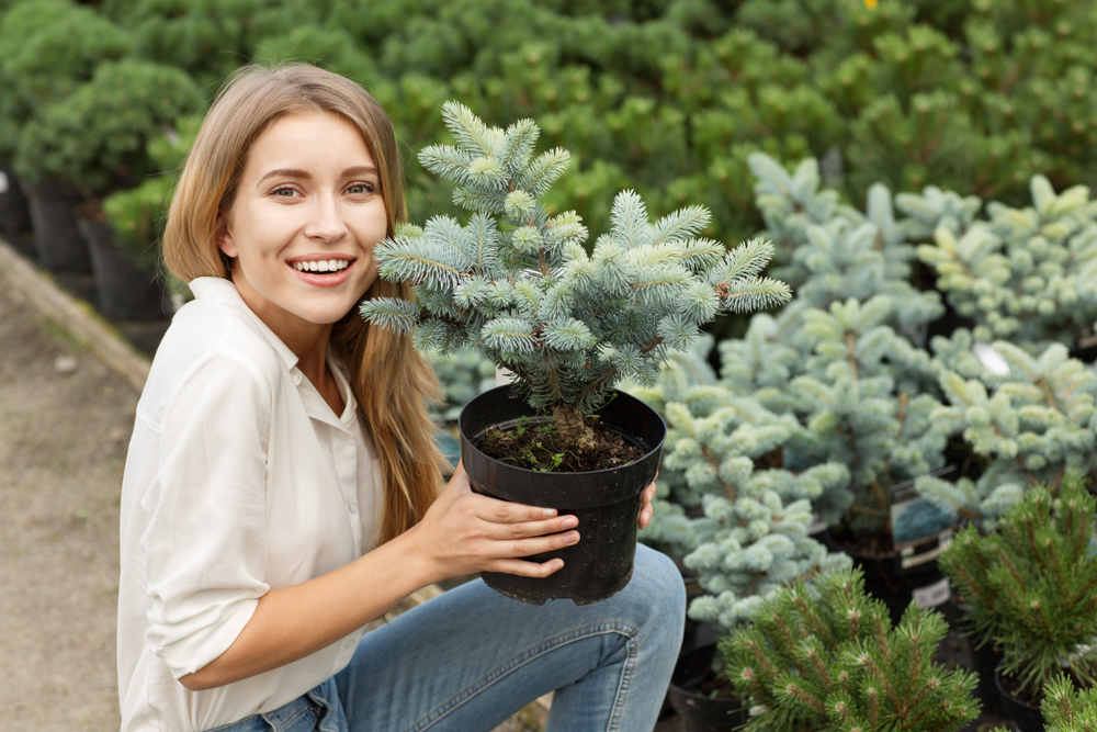 Choisir son épicéa pour le jardin