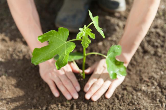 Planter un figuier dans le jardin