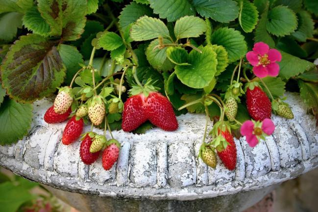 Planter un fraisier dans un bac a fleurs