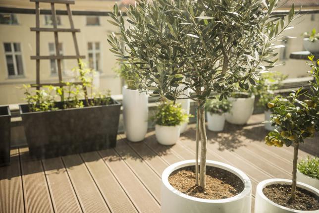 Planter un olivier dans un pot sur la terrasse - jardin urbain