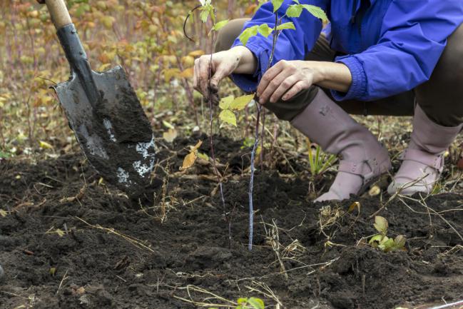 Planter une bouture de framboisier