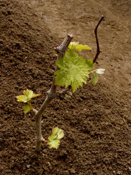 Planter vigne