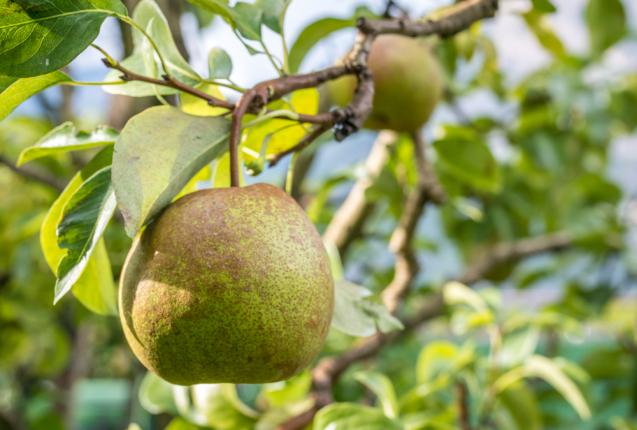 Poire Passacrassana. Sélectionné en France vers le milieu du XIXe siècle.