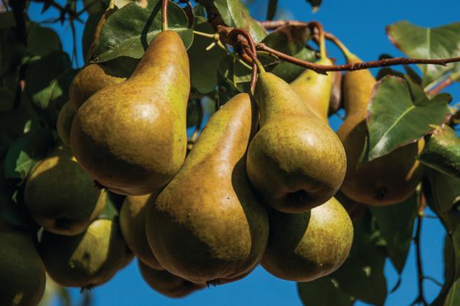 Poire beurré Bosc.