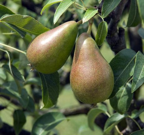 Poirier Pyrus communis 'Bonne Louise d'Avranches'