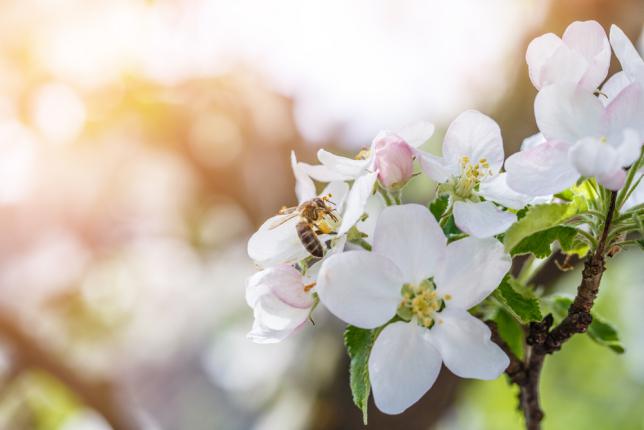 Pollinisation fleurs de pommier