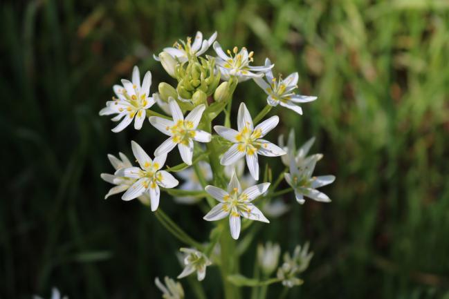 Polyanthes Tuberosa