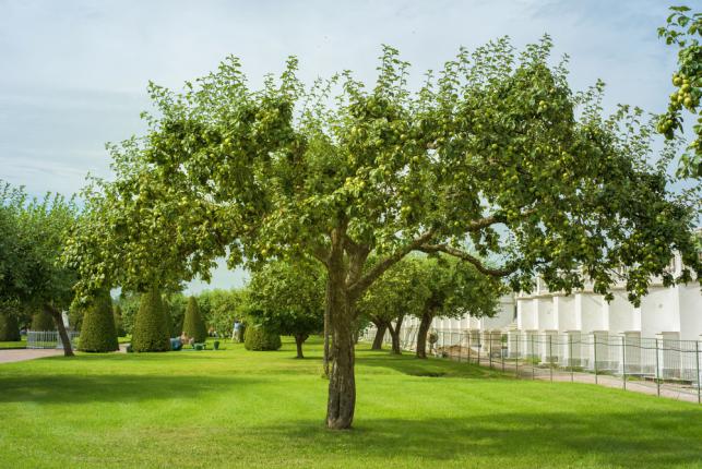 Pommier dans un jardin