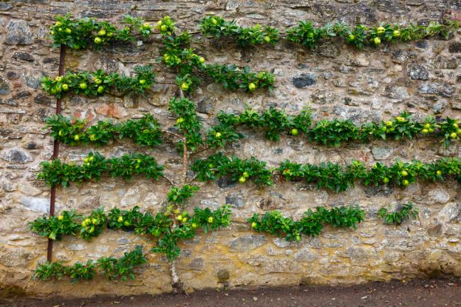 Pommier en espalier contre un mur