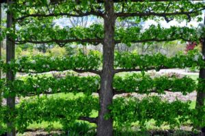 Porte-greffe en espalier