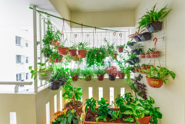 Pots potagers suspendus sur le balcon