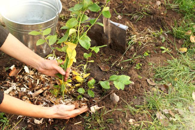 Préparer le sol pour planter la myrtille