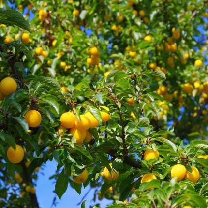 Prunier domestique de Mirabelles