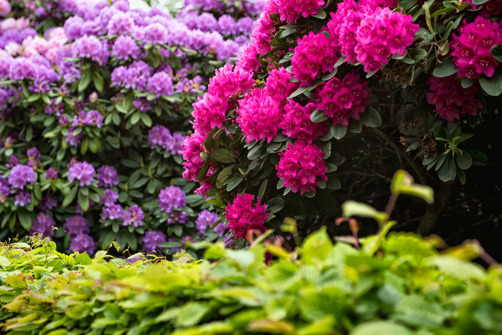 Très beaux rhododendrons fuchsia et mauve dans le jardin 