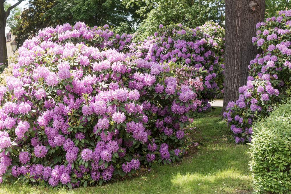 Rhododendrons dans le jardin