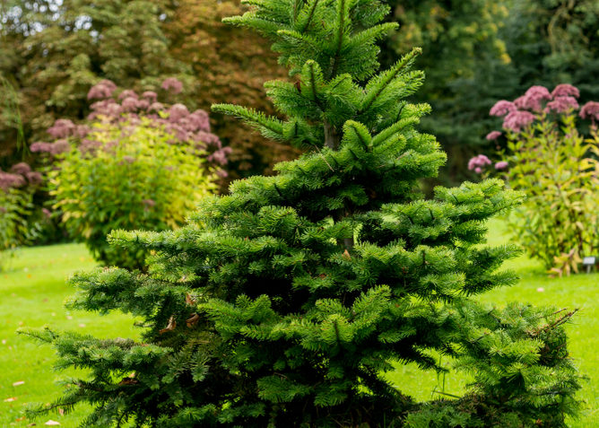 Sapin du Norvège