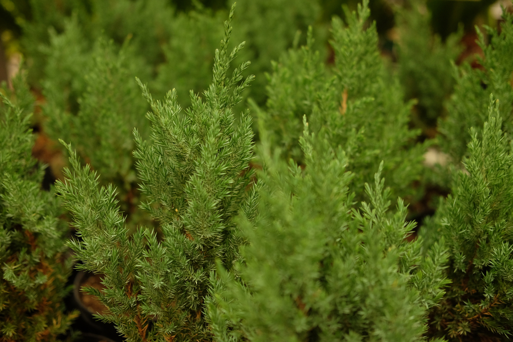 Plants de séquoia à planter