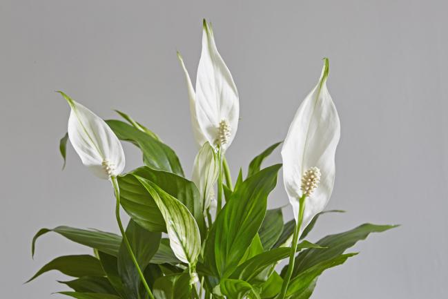 Spathiphyllum