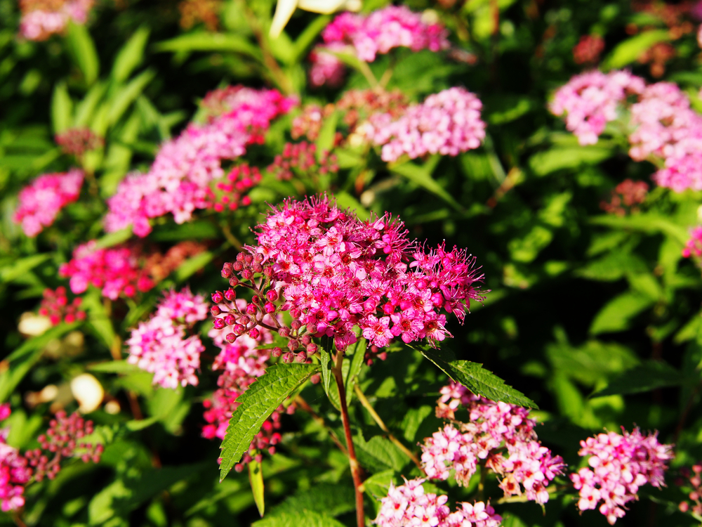 Spiraea Anthony waterer