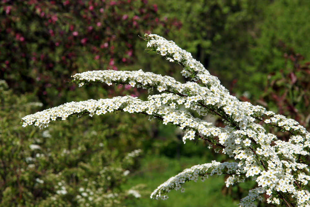 Spiraea nipponica