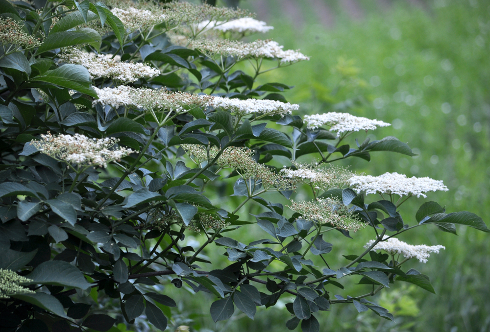 Sureau noir dans le jardin