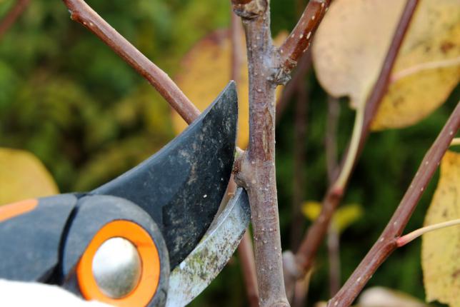 Taille d'un jeune arbre de poirier