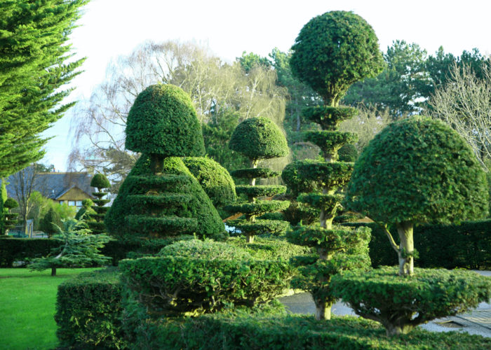 Topiaires d'if dans le jardin