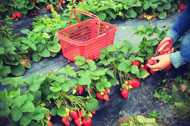 Un coin fraisier dans le jardin