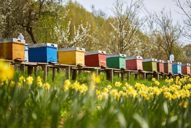 Une rangée de ruches dans un champ de fleurs avec un verger derrière