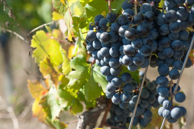 Vigne Muscat de Hambourg pour hiver peu prolongé