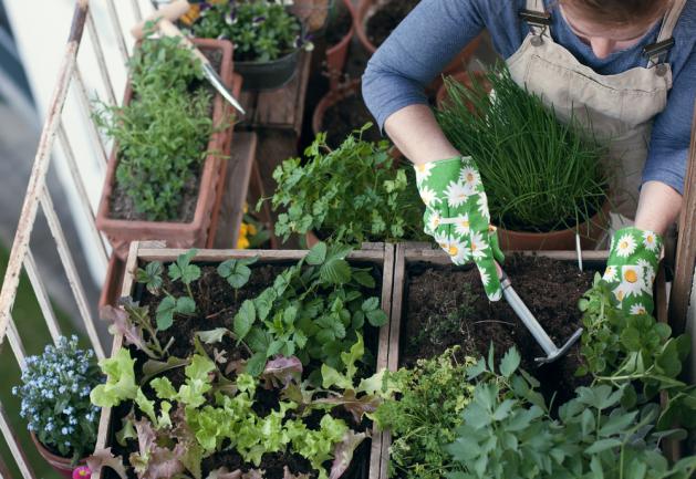 Aménager un jardin potager d’intérieur