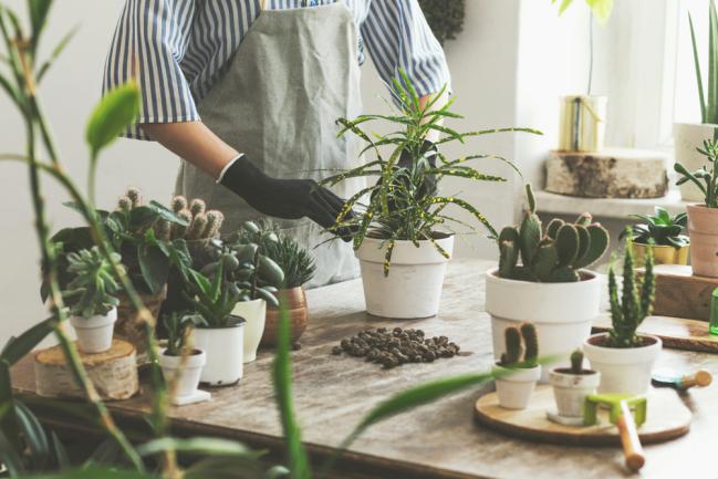 Entretenir un jardin d'intérieur