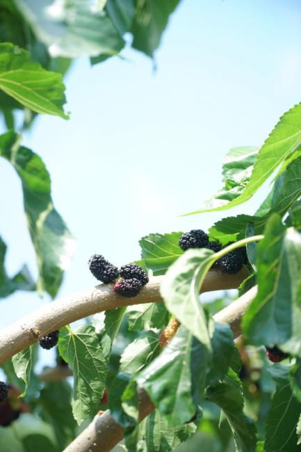 entretenir un mûrier platane