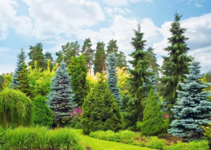 Jardin de conifères