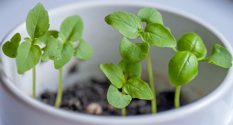 Planter du basilic dans un pot