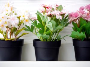 3 plantes d'intérieur qui fleurissent à temps pour Noël - Du