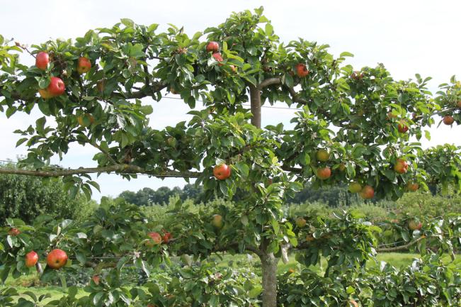 Pommier greffé sur un porte-greffe