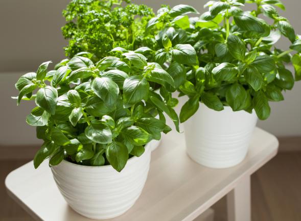 Basilic : le planter et le cultiver au jardin ou en pot