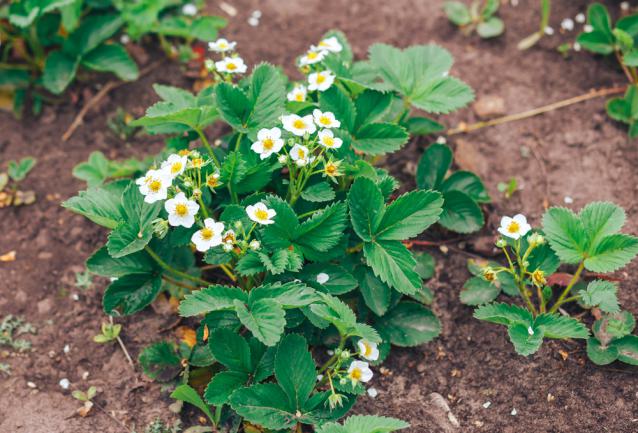 un petit buisson de fraisier dans le jardin