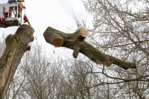 Abattage d'arbre pro