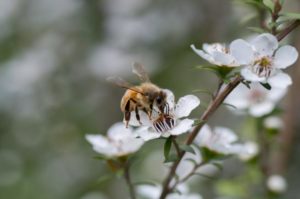 Abeille collectant du pollen de Manuka pour en faire un pollen de manuka, avec des vertus médicinales